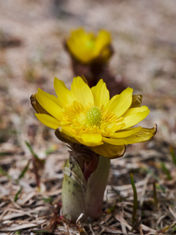 Direct Budding from the Ground