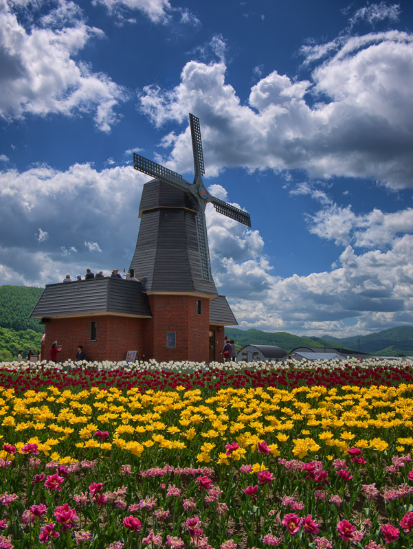 Dutch-style Tulip Garden and Windmill