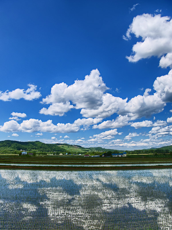 Early Summer Mirrorimage on Puddy