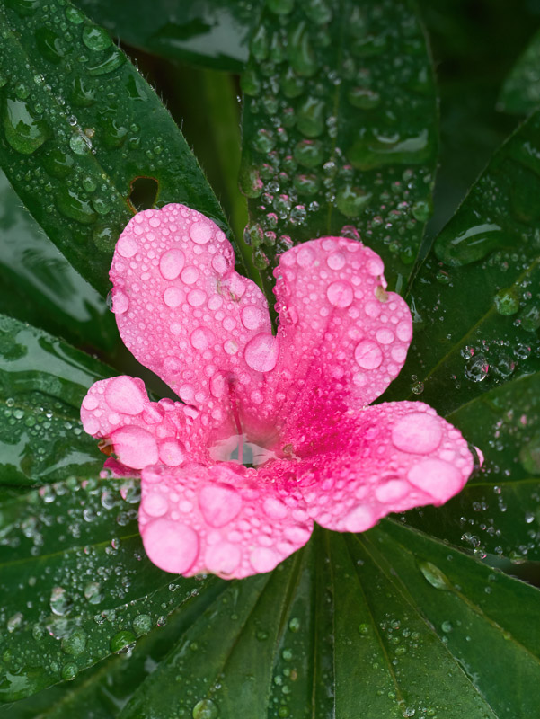 Embedded Azalea with Misty Droplets