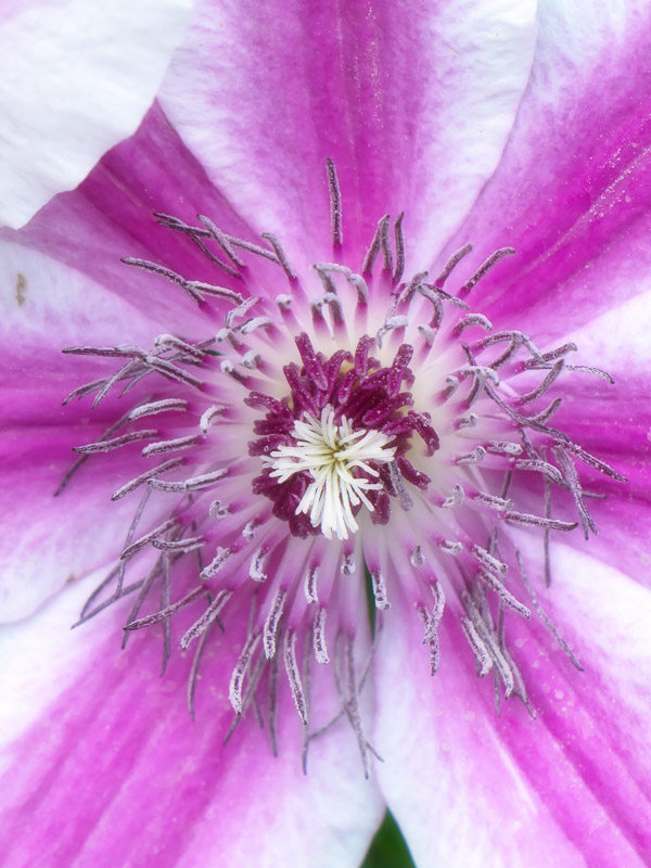 Enchanting Stamens Cosmos