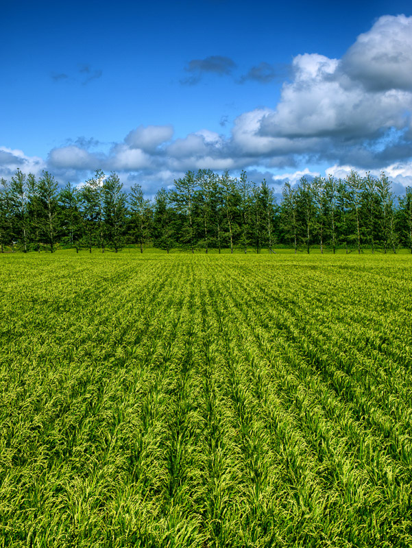 End-of-Summer Rice Paddy Field