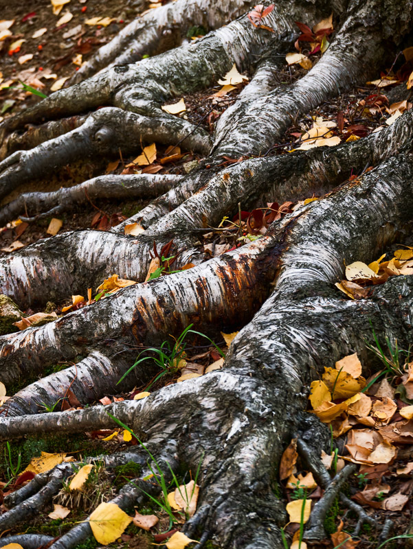 Exposed Sturdy Tree Roots