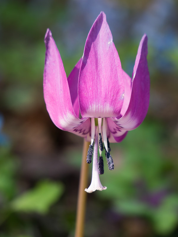 Face-down Fawn Lily