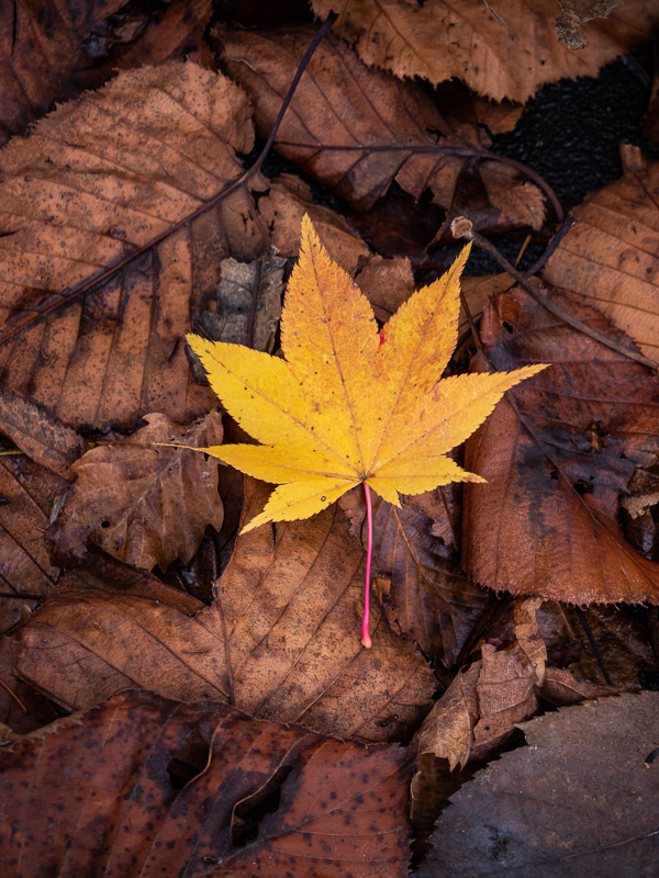 Fall Maple Leaf in Leaves