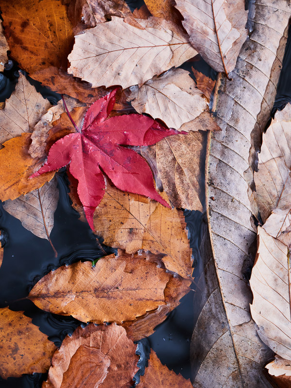 Fallen Leaves Collection