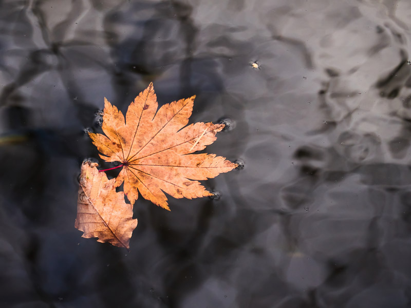 Fallen Leaves Floating on Water