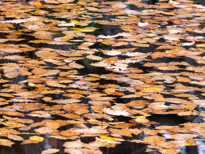 Fallen Leaves on Pond Water