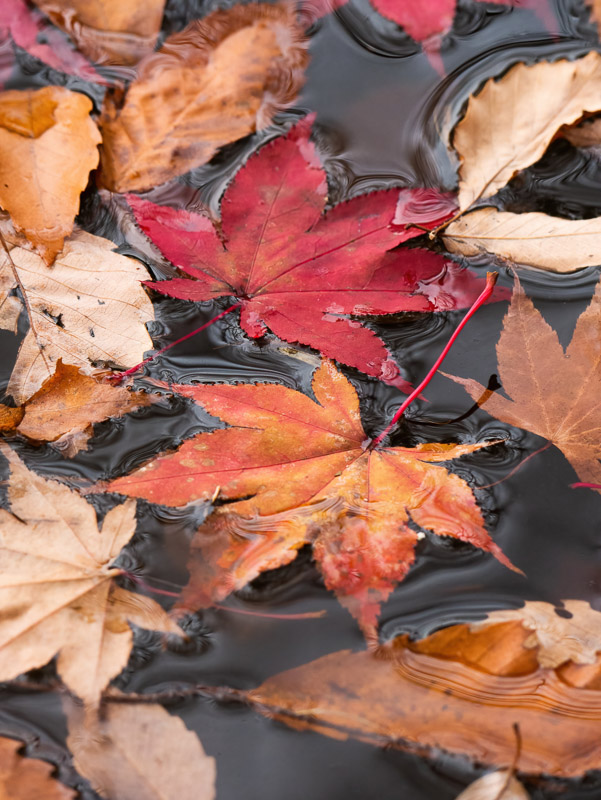 Fallen Leaves with Water Fringing