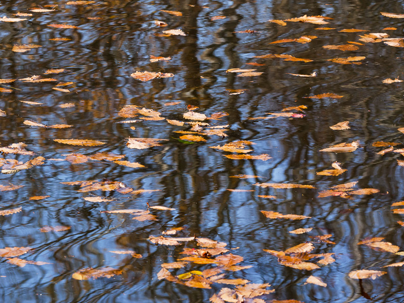 Fallen on Reflected Tree Shadows