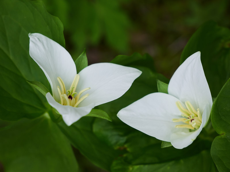 Fascinating Twin Trilliums