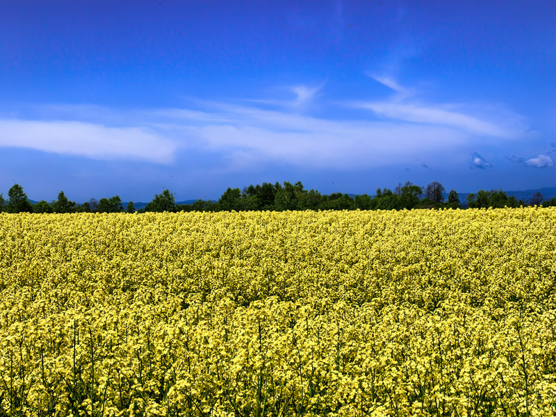 Field of Rapeseed Flowers