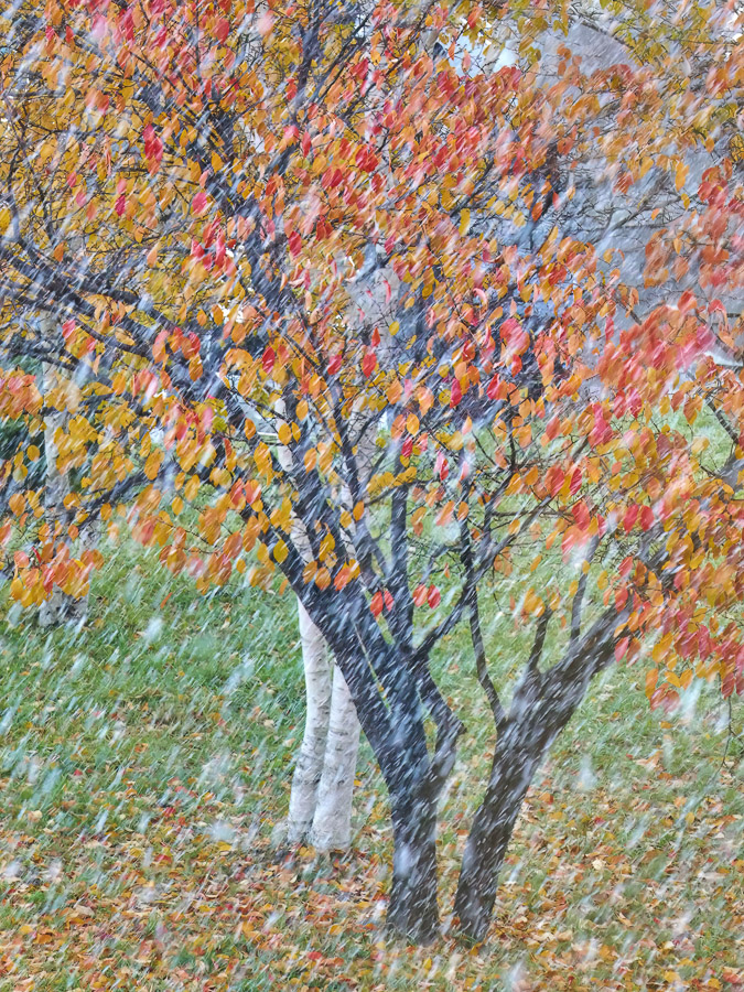 First Snowing on Fall Colors