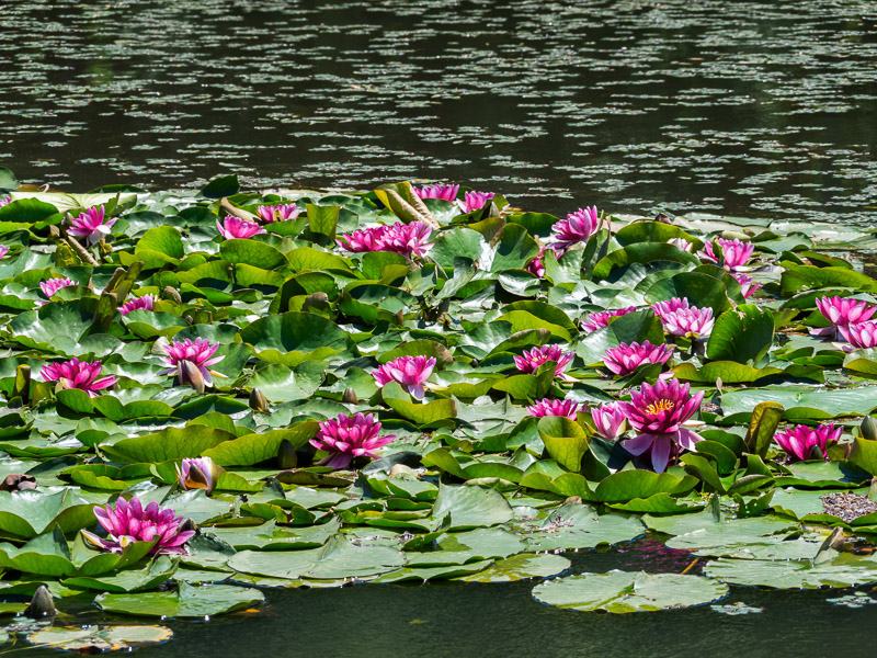 Floating Lotus on Water Surface