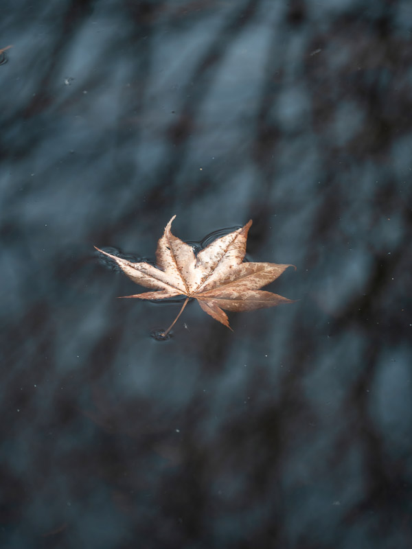 Floating on Dark Tree Shadow