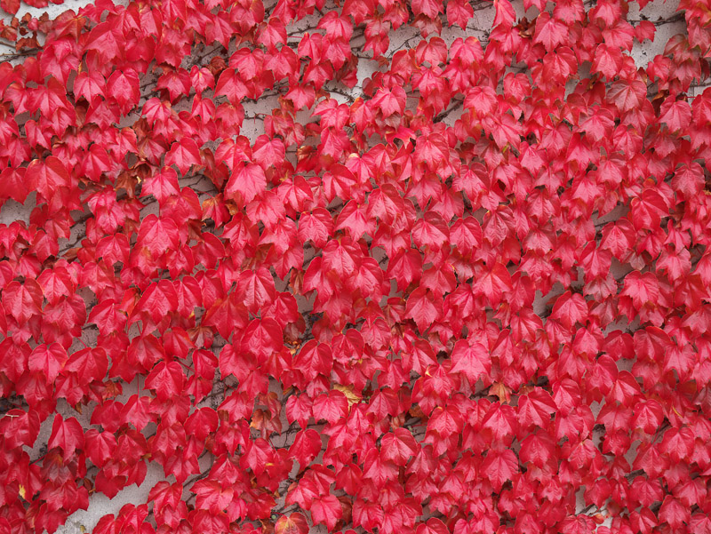 Flooding Red of Ivy Leaves