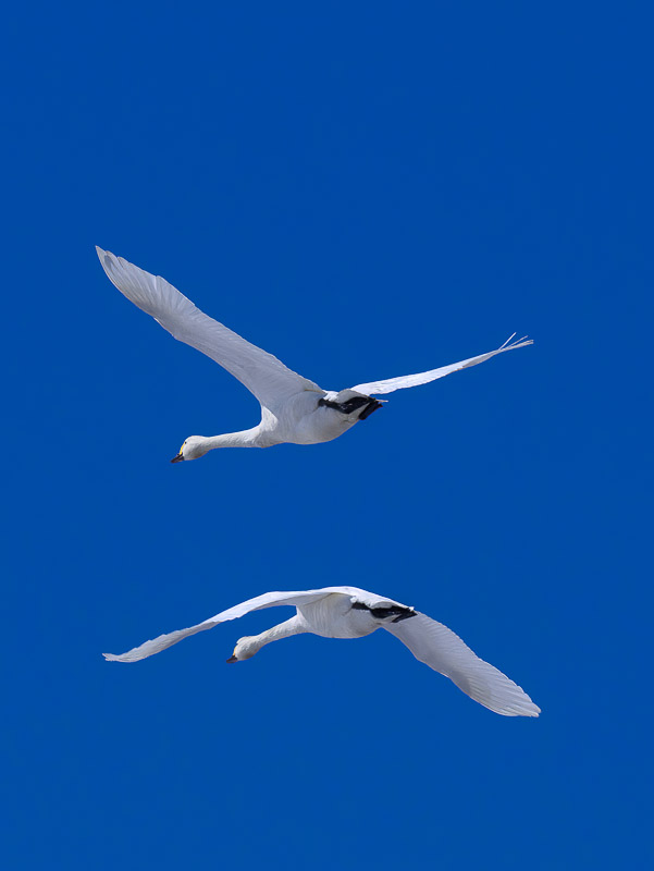 Flying Two White Swans