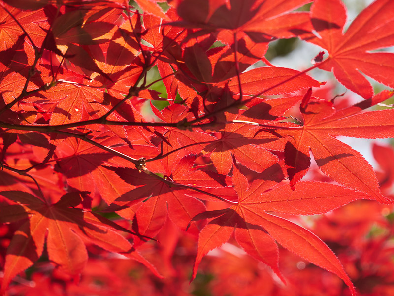 Foliage Space Filled with Red