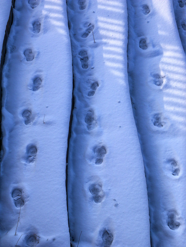 Footprints on the Snow Ridges