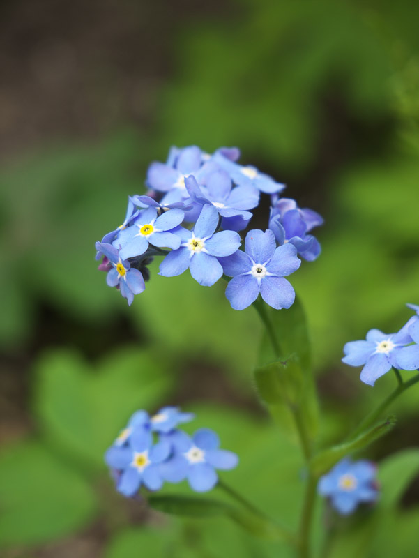 Forget-me-not in the Shade