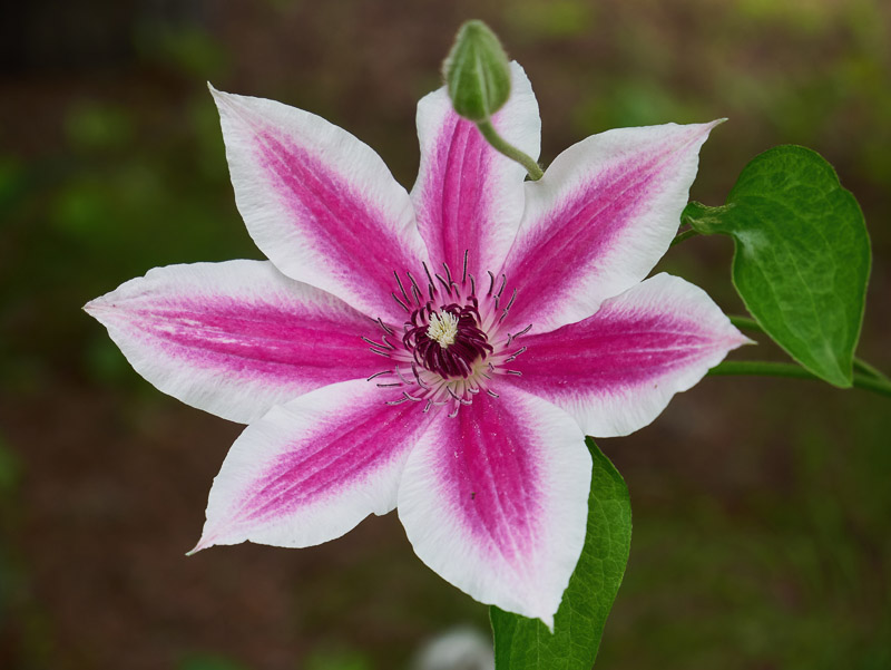 Fresh Vivid Clematis