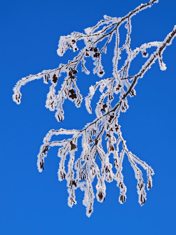 Frost-covered Twig in Frozen Morning