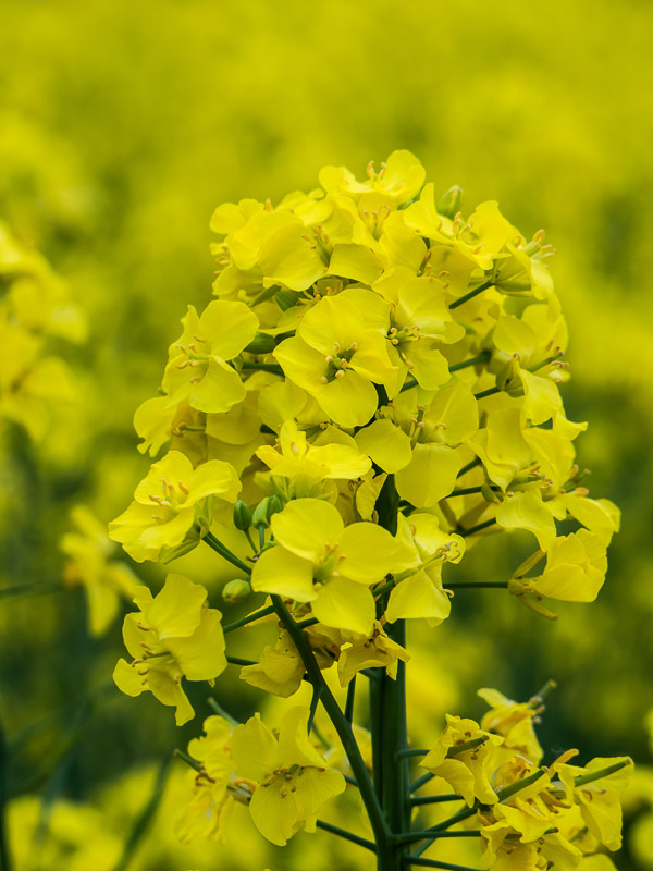 Full-blown Rapeseed Flower