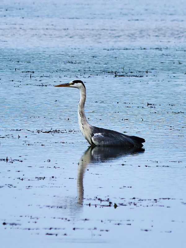 Gazing Grey Heron on Water