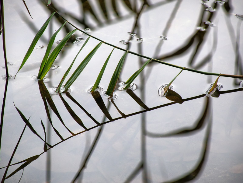 Geometrical Grass on the Water Surface