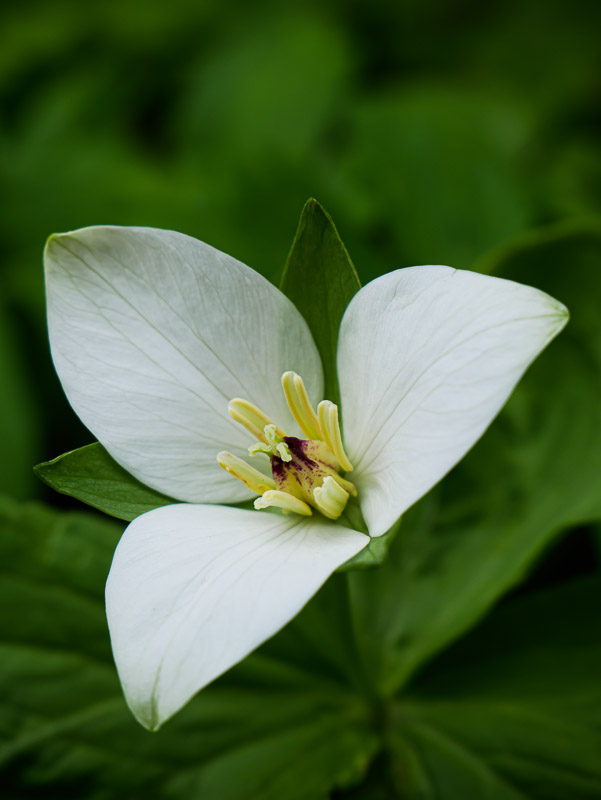 Glamorous Trillium