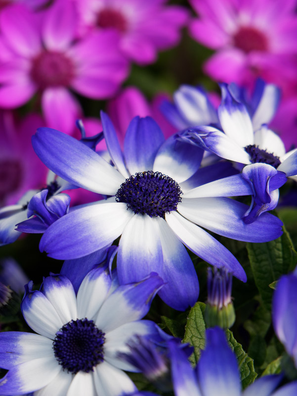 Glowing Violet Flowers