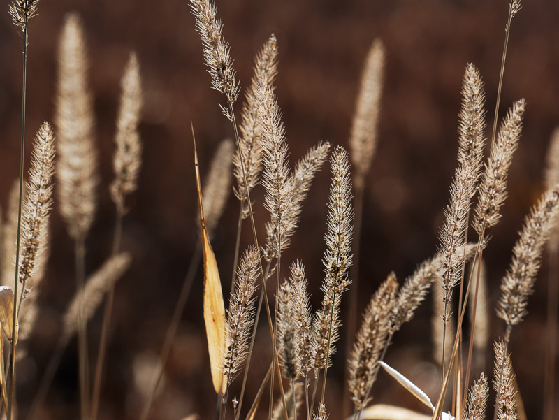 Golden Grass Ears