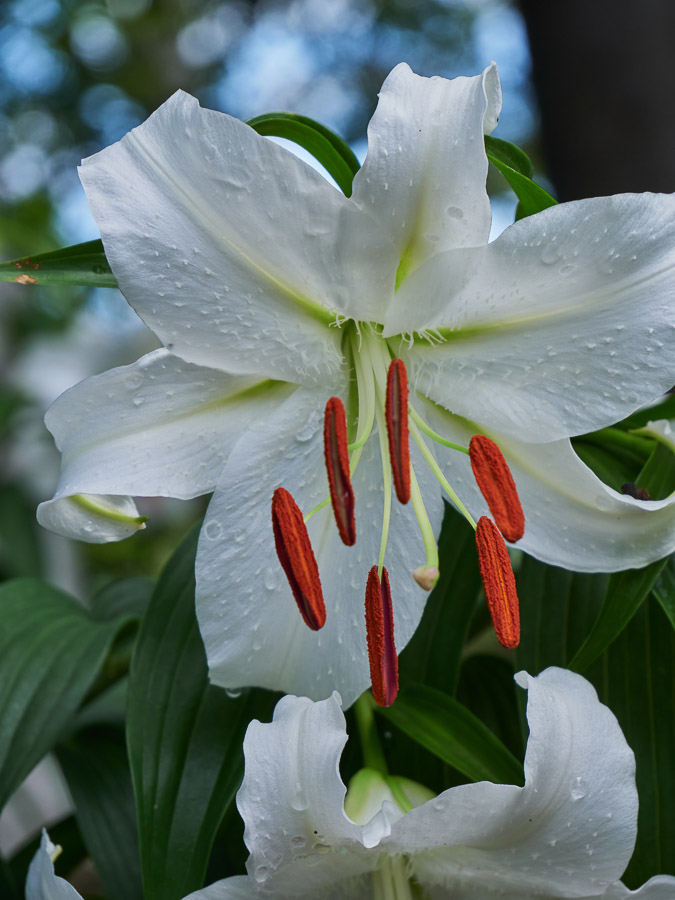 Gorgeous Casablanca Lily