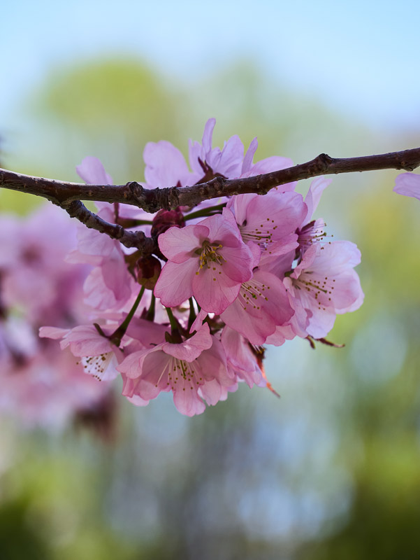 Gorgeous Cherry Blossom Cluster