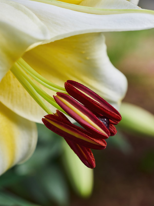 Gorgeous Stamens of Yellow Lily