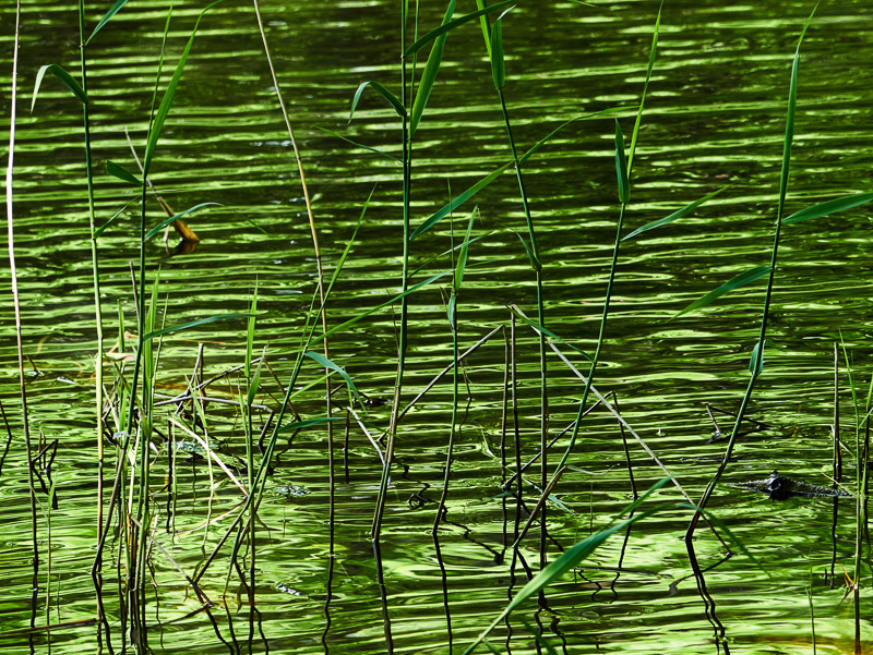 Green in Green Ripples