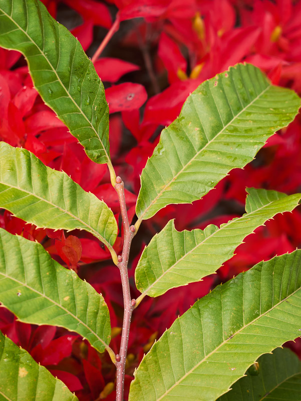 Green on Crimson