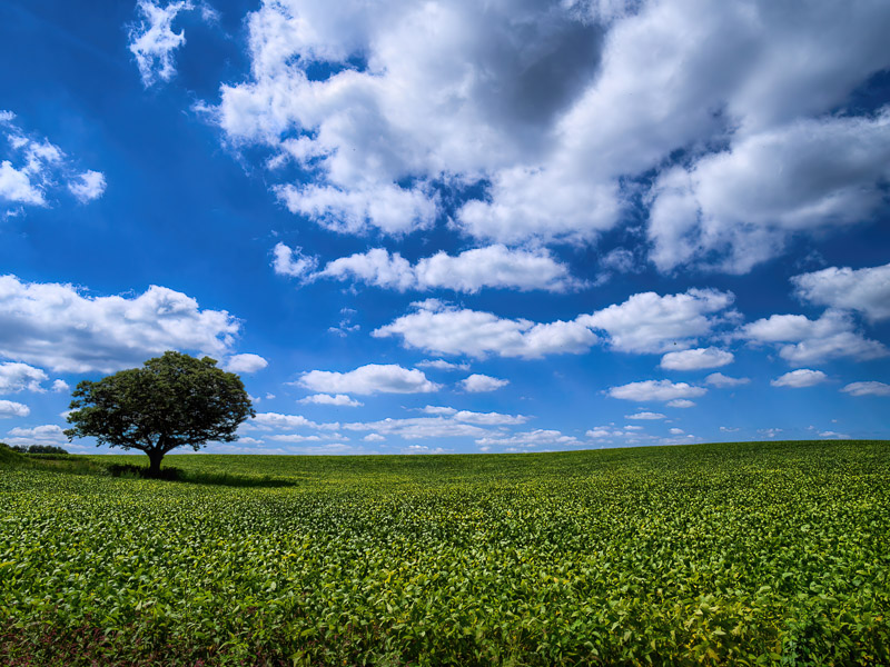 Heavenly Chesnut Tree