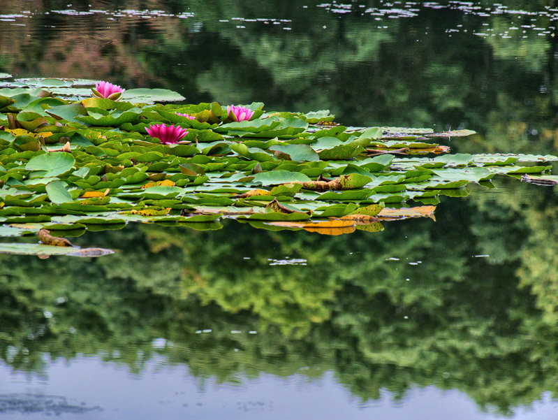 Heavenly Floated Water Lily