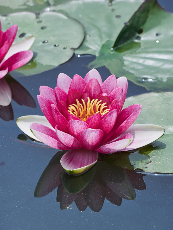 Heavenly Pond Lily