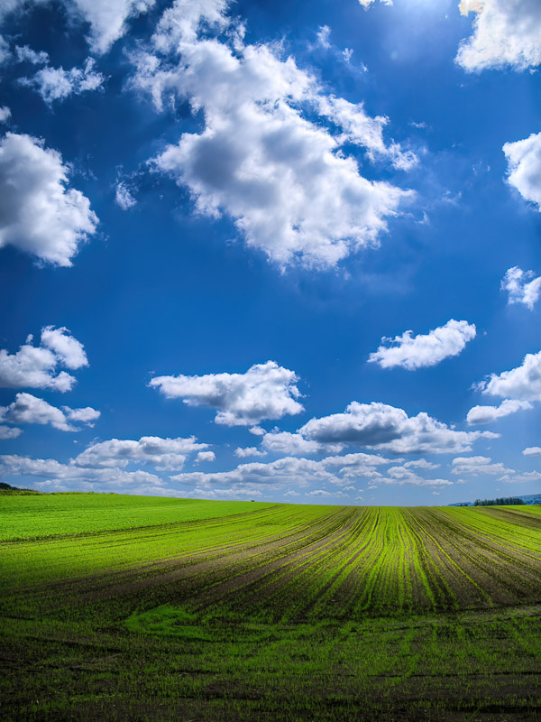 Heavenly Shine on Wheat Field