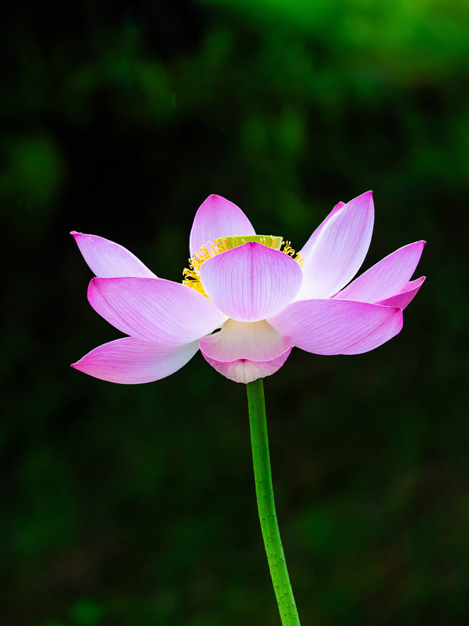 Heavenly Shining Lotus Flower