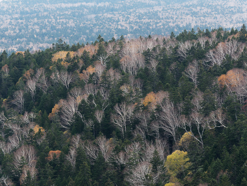 High Mountain Mixed Woods