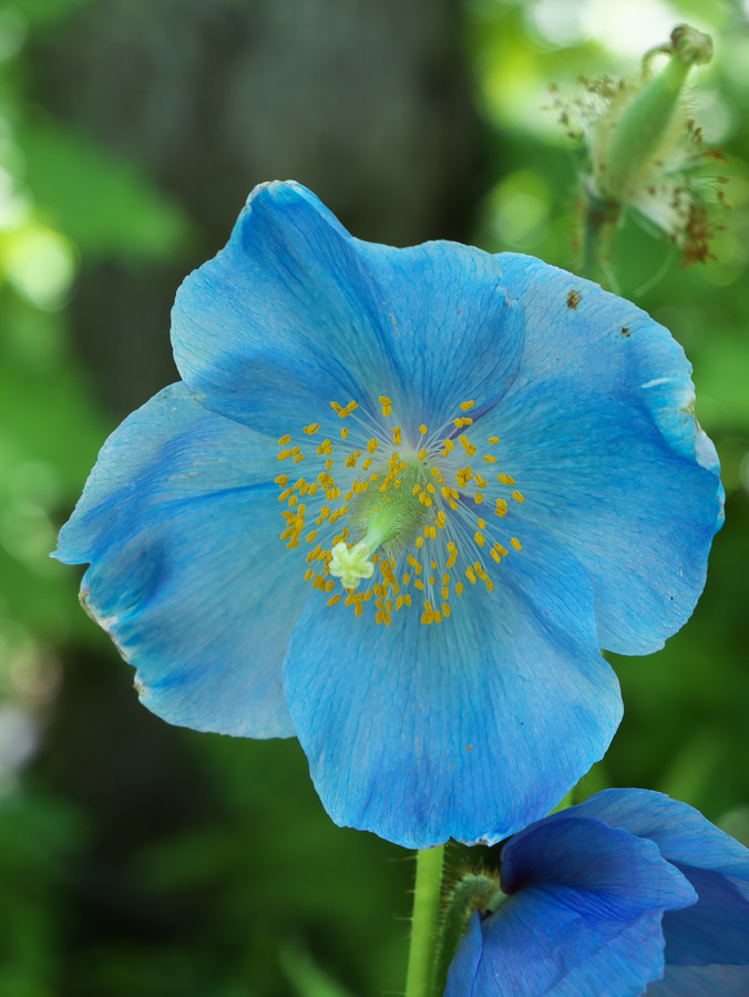 Himalayan Cyan Poppy in the Shade