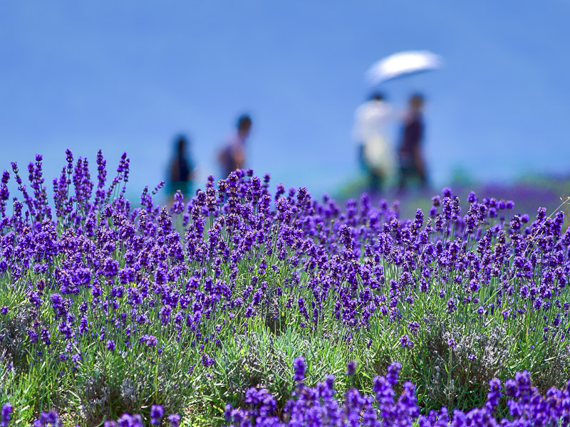 Impressionistic Lavendar Field