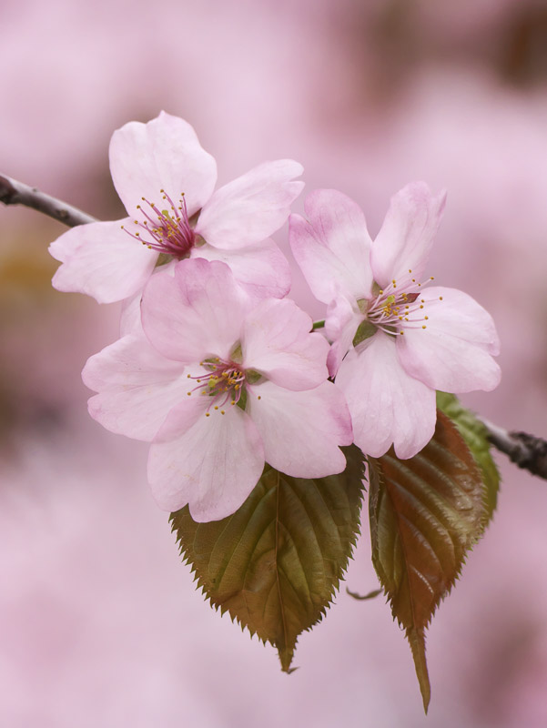 Japanese Cherry Blossom in Pink Air