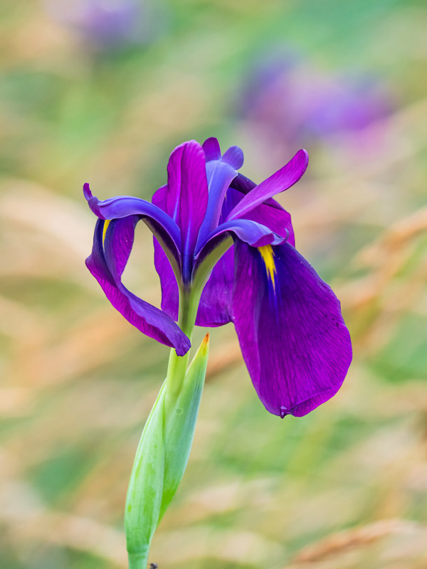 Japanese Kimono-like Iris