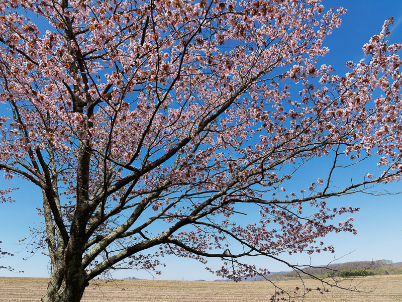 Japanese May Cherry Blossoms