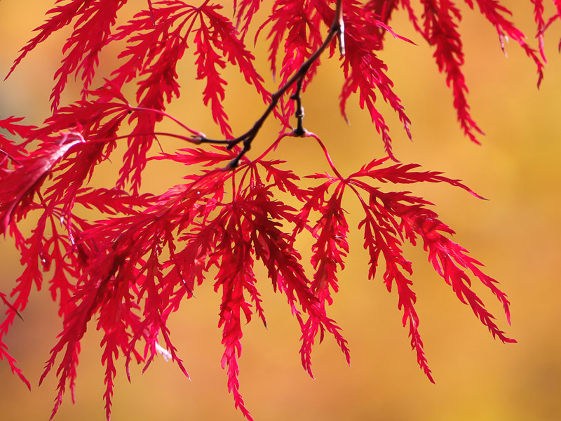 Japanese Red Shidare Maple on Orange