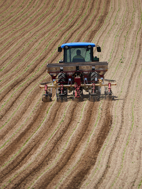 Just Cultivating in the Ridges